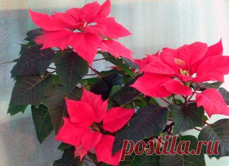 Как заставить цвести пуансетию? Эуфорбия красивейшая или пуансетия — удивительное растение, известное тем, что зацветает в холодные и темные зимние месяцы. Еще ее называют рождественской звездой из-за ярко-красных прицветников, кото...