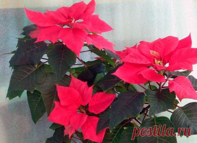 Как заставить цвести пуансетию? Эуфорбия красивейшая или пуансетия — удивительное растение, известное тем, что зацветает в холодные и темные зимние месяцы. Еще ее называют рождественской звездой из-за ярко-красных прицветников, кото...