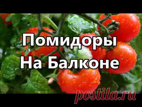 Помидоры. Выращиваем помидоры на балконе. Сад и огород.
