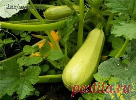 РАННИЙ УРОЖАЙ КАБАЧКОВ