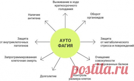 Японская диета, получившая Нобелевскую премию | FoodMenu