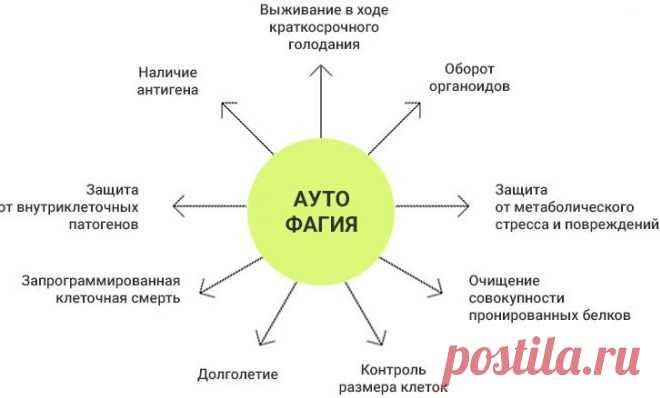 Японская диета, получившая Нобелевскую премию | FoodMenu