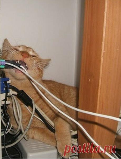 Забавные фото котов для хорошего настроения | Мечтательная кошка | Яндекс Дзен