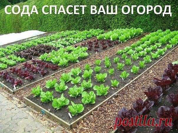 Home Garden|Сад, огород, дача