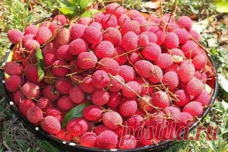 Личи фрукт - полезные свойства и противопоказания, как есть, как хранить, как выбрать