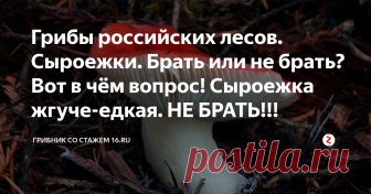 Грибы российских лесов. Сыроежки. Брать или не брать? Вот в чём вопрос! Сыроежка жгуче-едкая. НЕ БРАТЬ!!! С точки зрения науки, к сыроежкам причисляют пластинчатые грибы, в названии которых фигурирует термин Russula, но в народе их как только не называют — говорушками, синявками, краснушками, чернушками, подгруздками и т.д.
