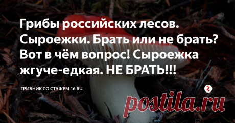 Грибы российских лесов. Сыроежки. Брать или не брать? Вот в чём вопрос! Сыроежка жгуче-едкая. НЕ БРАТЬ!!! С точки зрения науки, к сыроежкам причисляют пластинчатые грибы, в названии которых фигурирует термин Russula, но в народе их как только не называют — говорушками, синявками, краснушками, чернушками, подгруздками и т.д.