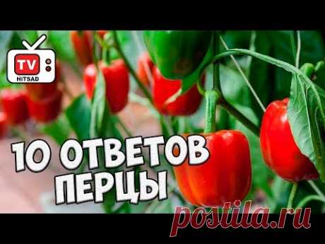 10 ответов за 10 минут 🌟 ПЕРЦЫ 🌟 Все секреты выращивания