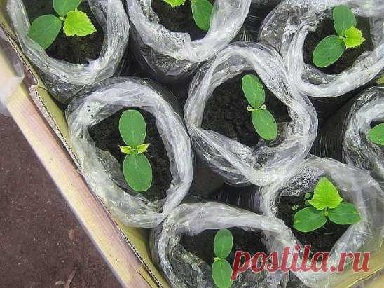 ОГУРЦЫ К МАЮ И ОГУРЕЧНЫЕ СЕКРЕТЫ СБОРА СЕМЯН.
Известно, что тыквенные культуры плохо переносят пересадку. Поэтому огурцы сеют семенами сразу в грунт. Но в наших местах тепло приходит, как правило, поздно, и огурцы поспевают не раньше конца июля. А там, глядишь, и заморозки грянули. Поэтому я выращиваю тыквенные только через рассаду и снимаю первый урожай в конце мая.
Сначала на защищенном от ветра и хорошо освещаемом солнцем месте в направлении с востока на запад устраиваю высокую навозную гря