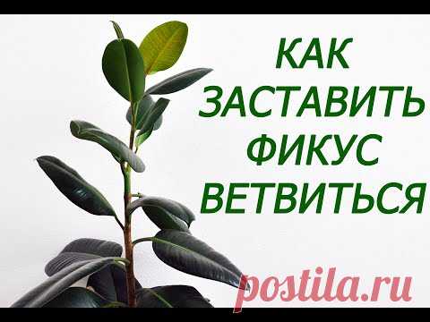 Как заставить фикус ветвиться