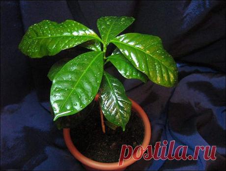 ***ОКОННОЕ ПЛОДОВОДСТВО*** | Записи в рубрике ***ОКОННОЕ ПЛОДОВОДСТВО*** | Дневник DEIZI