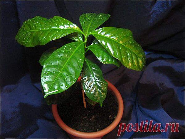 ***ОКОННОЕ ПЛОДОВОДСТВО*** | Записи в рубрике ***ОКОННОЕ ПЛОДОВОДСТВО*** | Дневник DEIZI