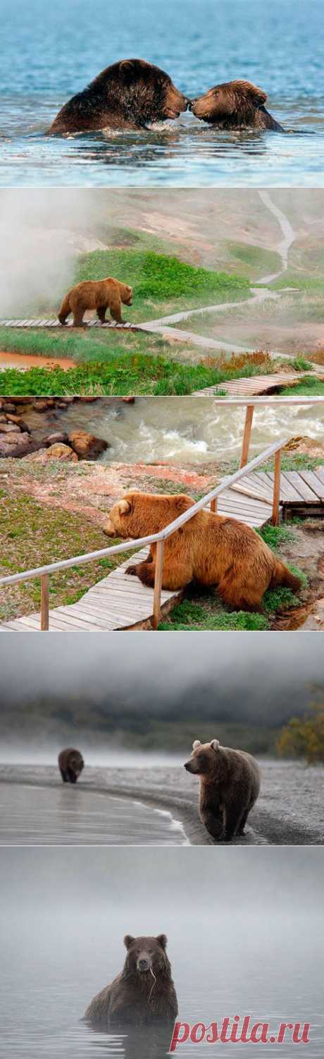 Медвежий репoртаж | ЖИВОЙ УГОЛОК