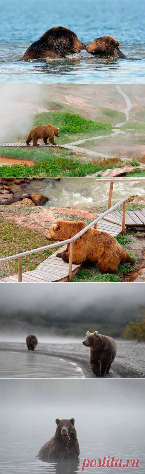 Медвежий репoртаж | ЖИВОЙ УГОЛОК