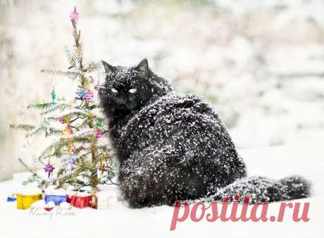 Кошки на снегу.