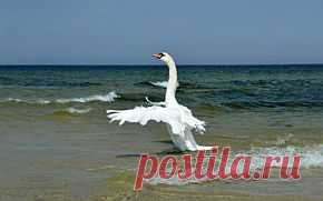 Адажио