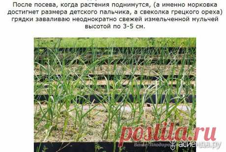 Умные грядки. История Э. Р. Зориной из Красноярска: Группа Наши грядки