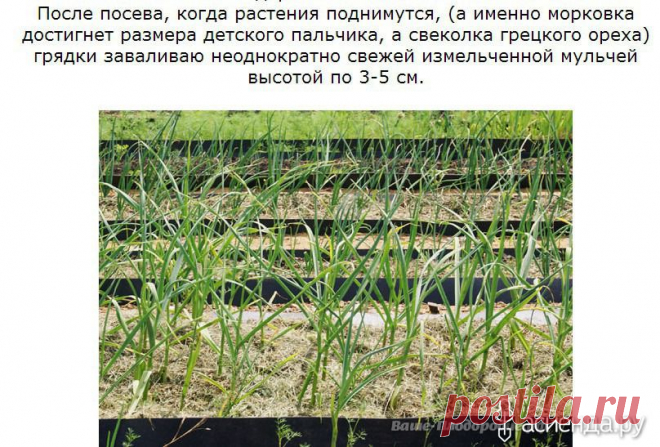 Умные грядки. История Э. Р. Зориной из Красноярска: Группа Наши грядки