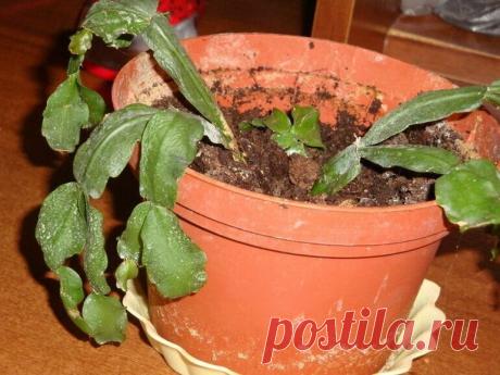 Устали, что Декабрист вянет и теряет листья? Несколько проверенных способов как помочь растению Придерживаясь всех правил ухода за цветком можно не только излечить декабриста, но и быстро восстановить его состояние и здоровье в целом.