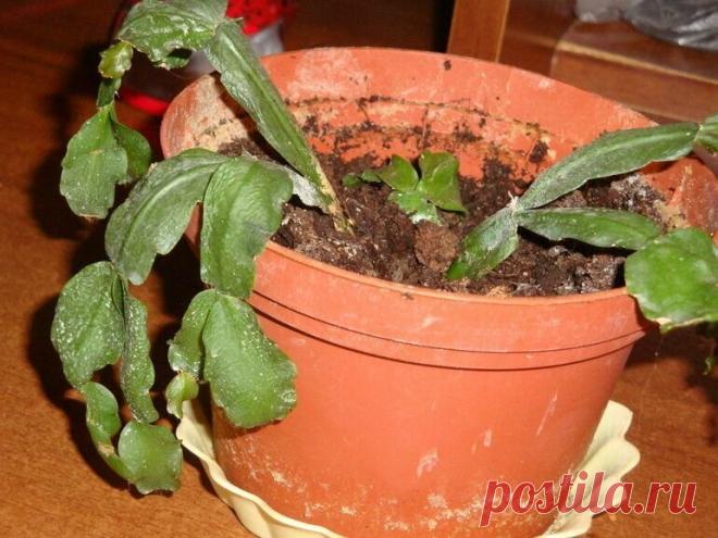 Устали, что Декабрист вянет и теряет листья? Несколько проверенных способов как помочь растению Придерживаясь всех правил ухода за цветком можно не только излечить декабриста, но и быстро восстановить его состояние и здоровье в целом.