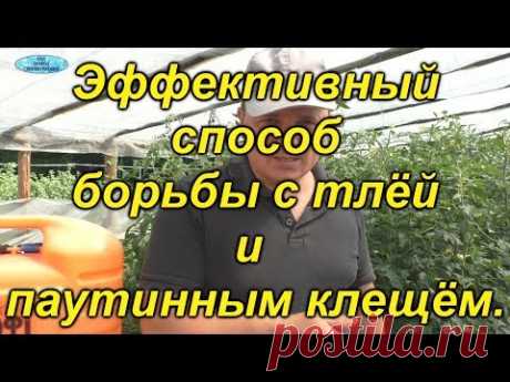 Замучила тля и другие вредители? Безвредный способ победить эту напасть!