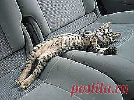 Мои подписки | Постила.ru