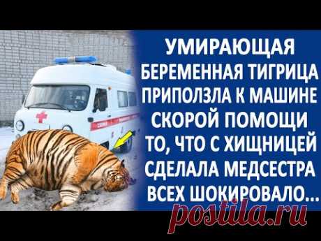 Беременная тигрица приползла к машине скорой помощи. И то, что с ней сделала медсестра...
