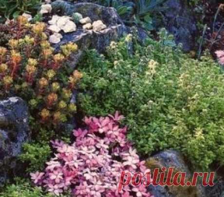 Каталог низкорослых многолетних растений
