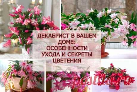 Декабрист в Вашем доме: особенности ухода и секреты цветения