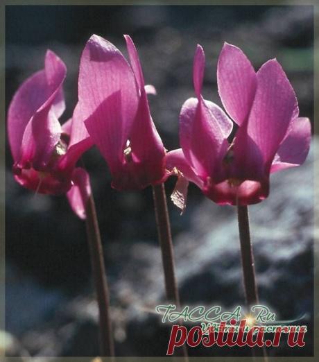 Цикламен (Cyclamen): уход в домашних условиях, фото, виды, описание.