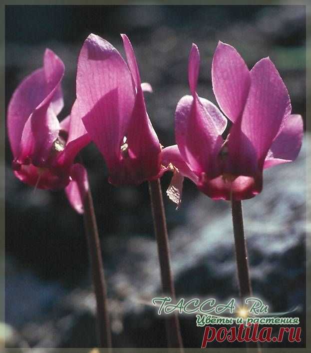Цикламен (Cyclamen): уход в домашних условиях, фото, виды, описание.
