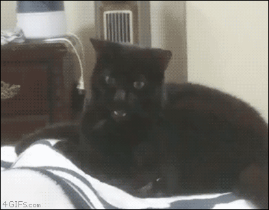 tumblr_phexhvO93O1tlb56zo1_400.gif (393×307)
