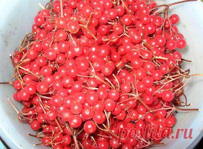 Калина Полезные свойства | УСПЕХ с NEWAYS