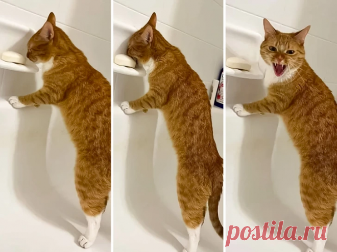 15 Animal Moments So Funny, You Can’t Help but Smile