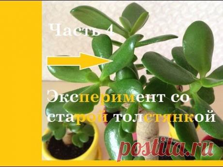 Результат тотальной обрезки денежного дерева. Часть4.Цитокининовая паста.