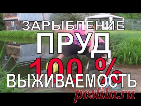 ЗАРЫБЛЕНИЕ ПРУДА КАРАСЕМ 100% РЕЗУЛЬТАТ на своём участке - YouTube