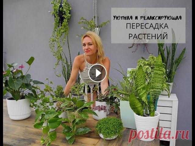 Уютная пересадка растений - смотрите и отдыхайте! Пересаживаю своих малышей-новичков.

песочник крючком для девочки