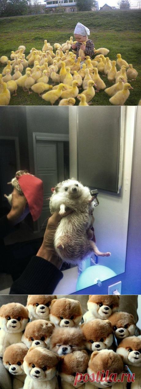 21 funny pics! | Shining world