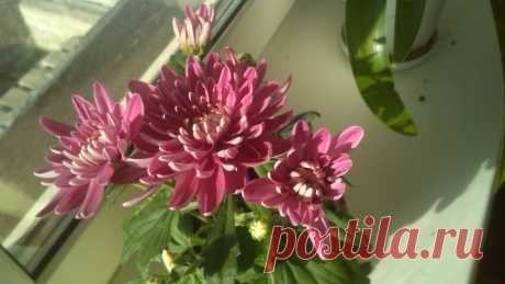 хризантема