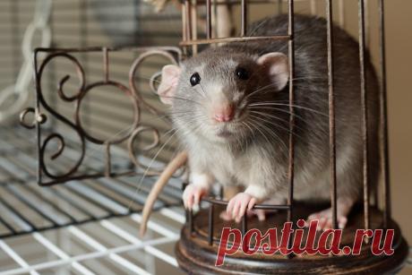 Как избавиться от крыс в погребе и дома с помощью бруска мыла | посуДАЧИм об огороде | Пульс Mail.ru Есть один гуманный способ отпугнуть крыс, травить никого не придется.