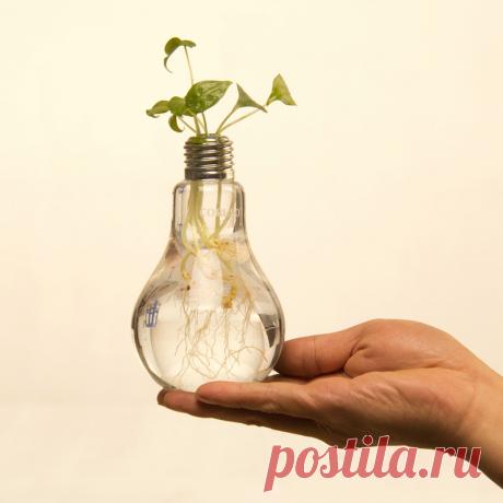 Самодельные вазы из лампочек | Flohouse