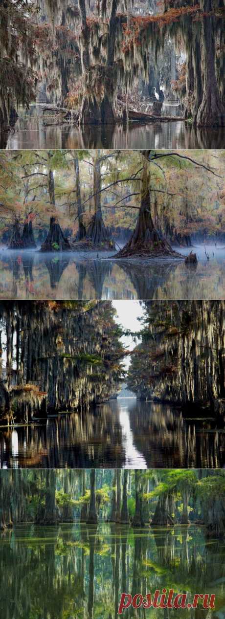Фантастические кипарисы озера Каддо | Непутевые заметки