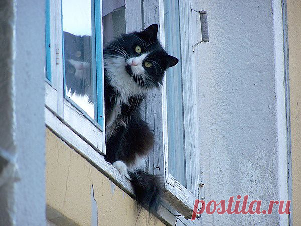 Высоко сижу....
