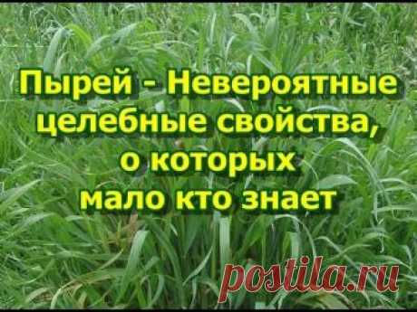 "Бог дает человеку ту траву, которая ему нужна!" 

Пырей ползучий (Agropyrum repens) — один из самых распространенных сорняков и головная боль многих огородников: мало того, что истощает грунт, так еще и избавиться от него почти невозможно.

Безжало…