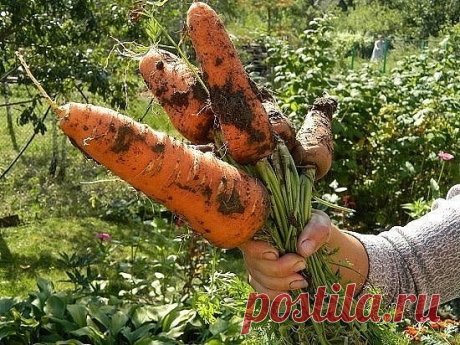 СТРАННЫЕ СОВЕТЫ ДЛЯ ОГОРОДНИКОВ .

Вот такие немного странные, но очень эффективные советы для всех дачников. Проверьте и убедитесь, что они действительно работают.

 Как правильно посадить, например, морковь? Некоторые огородники смешивают её с песком и высеивают. А я это делаю... в киселе.
Поверьте, это очень хороший способ. Варю из крахмала жидкий кисель, на стакан остывшего киселя беру одну чайную ложку семян моркови, размешиваю и выливаю в заварной чайник. Делаю в зем...