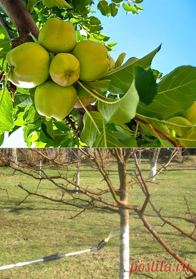 Опрыскивание яблонь после цветения - Женский журнал LadySpecial.ru : специально для женщин