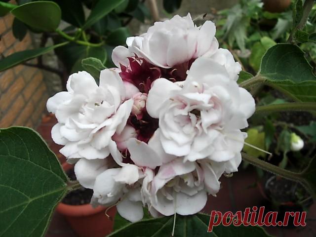 10 лучших быстрорастущих комнатных растений