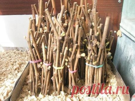 Одноклассники