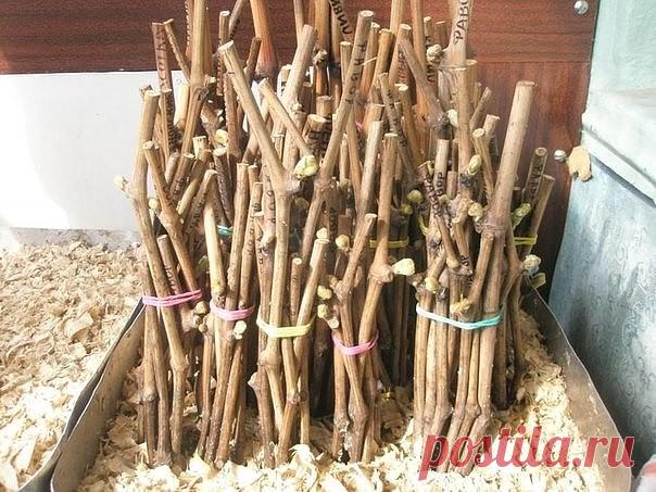 Одноклассники