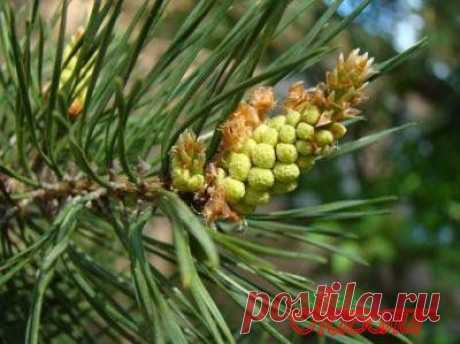 Рецепты народных средств из сосны